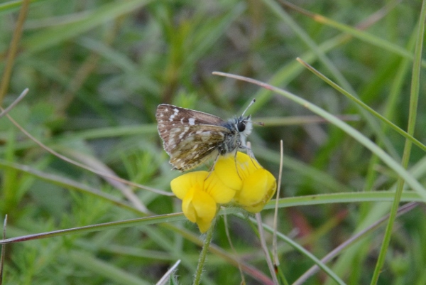 Hesperiidae: Spialia sertorius